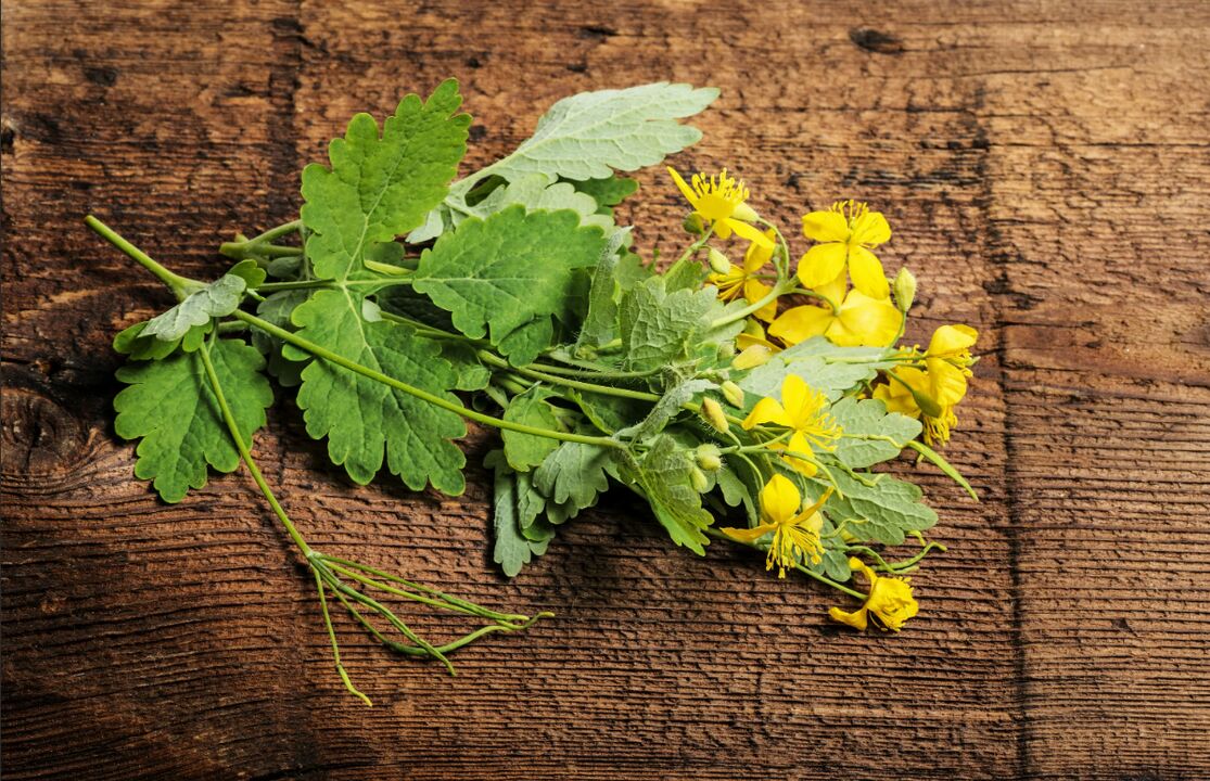 Celandine - a therapeutic plant against toenail fungus